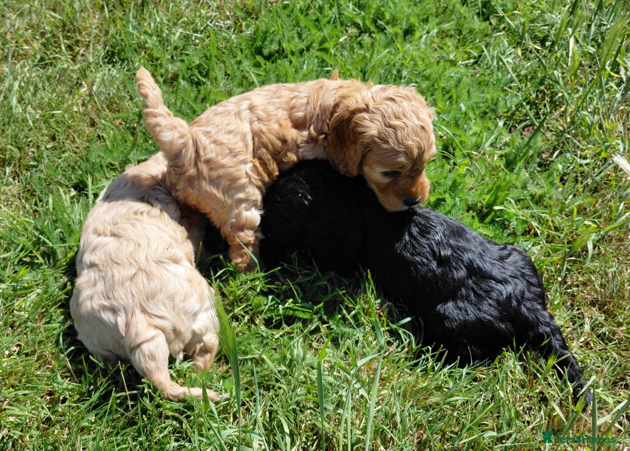 Cavapoo dogs Fluffy Cockalier-a-Poo Puppies – Ready Soon! - Advert 2