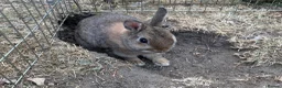 Netherland Dwarf rabbits for sale: Adorable Netherlands Dwarfs - Advert 1