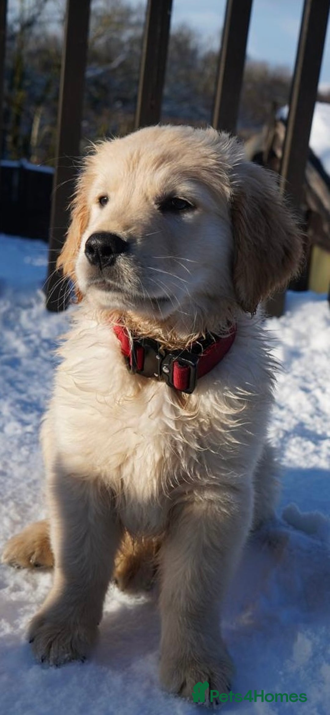 Golden Retriever dogs for sale: KC Fully Trained Golden Retriever Puppies - Advert 17