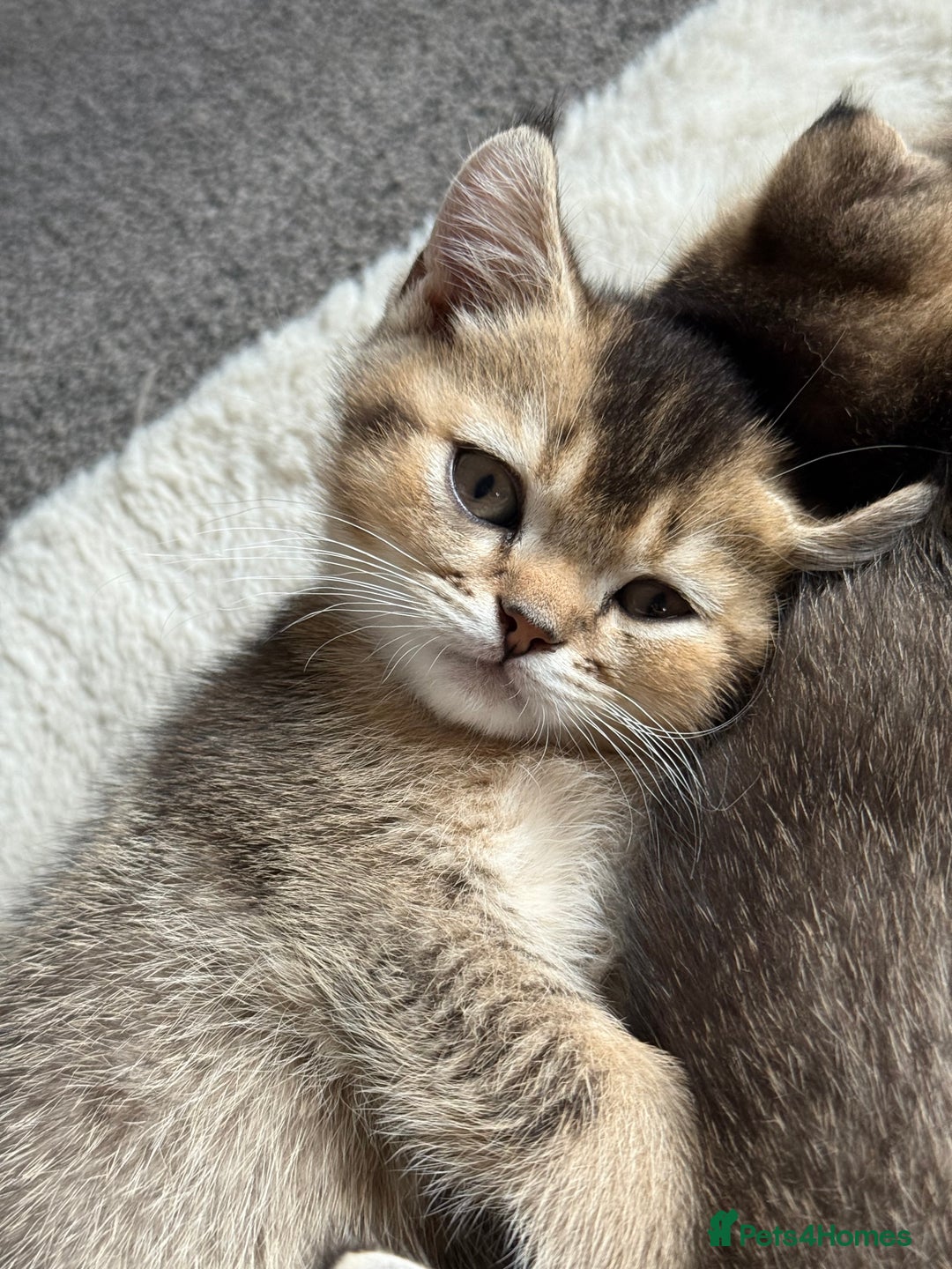 British Shorthair cats for sale: Scottish folds cross blue British - Image 5
