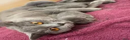 British Shorthair cats for sale: Blue British shorthair kittens  in Sleaford - Advert 10