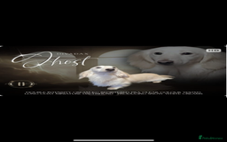 Miniature Dachshund dogs for sale: 2 Beautiful cream dachshunds  - Image 13
