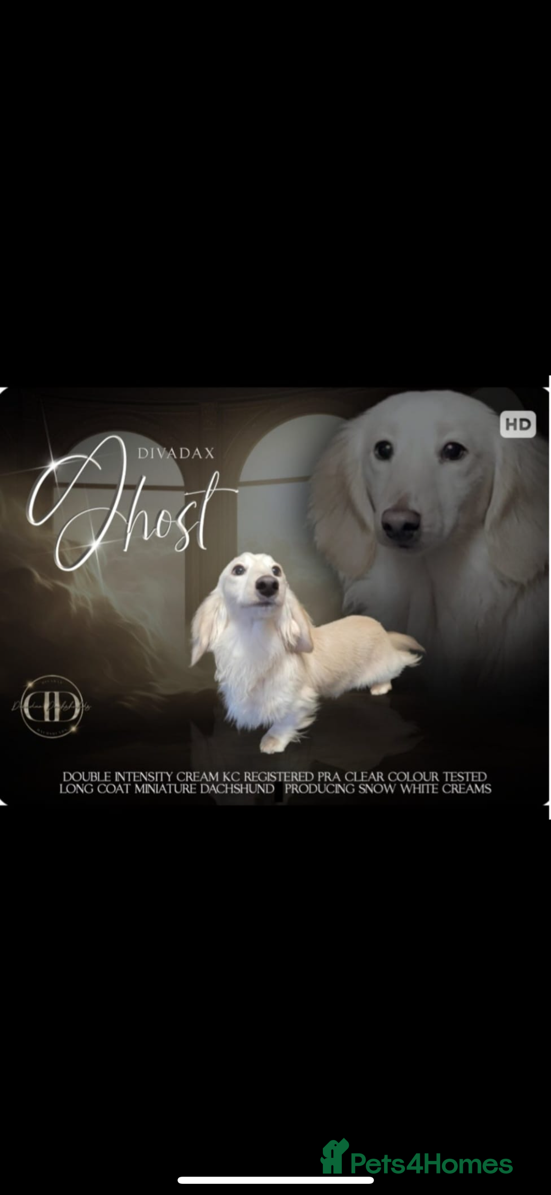 Miniature Dachshund dogs for sale: 2 Beautiful cream dachshunds  - Image 13
