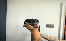 Rottweiler dogs for sale: 🐾 STUNNING ROTTWEILER PUPPIES FOR SALE! 🐾 - Image 4