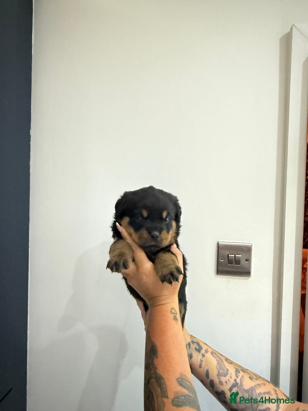 Rottweiler dogs for sale: 🐾 STUNNING ROTTWEILER PUPPIES FOR SALE! 🐾 - Image 4