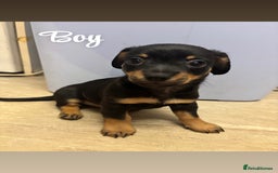 Chiweenie dogs for sale: Dachshund x chihuahua puppies  - Image 6
