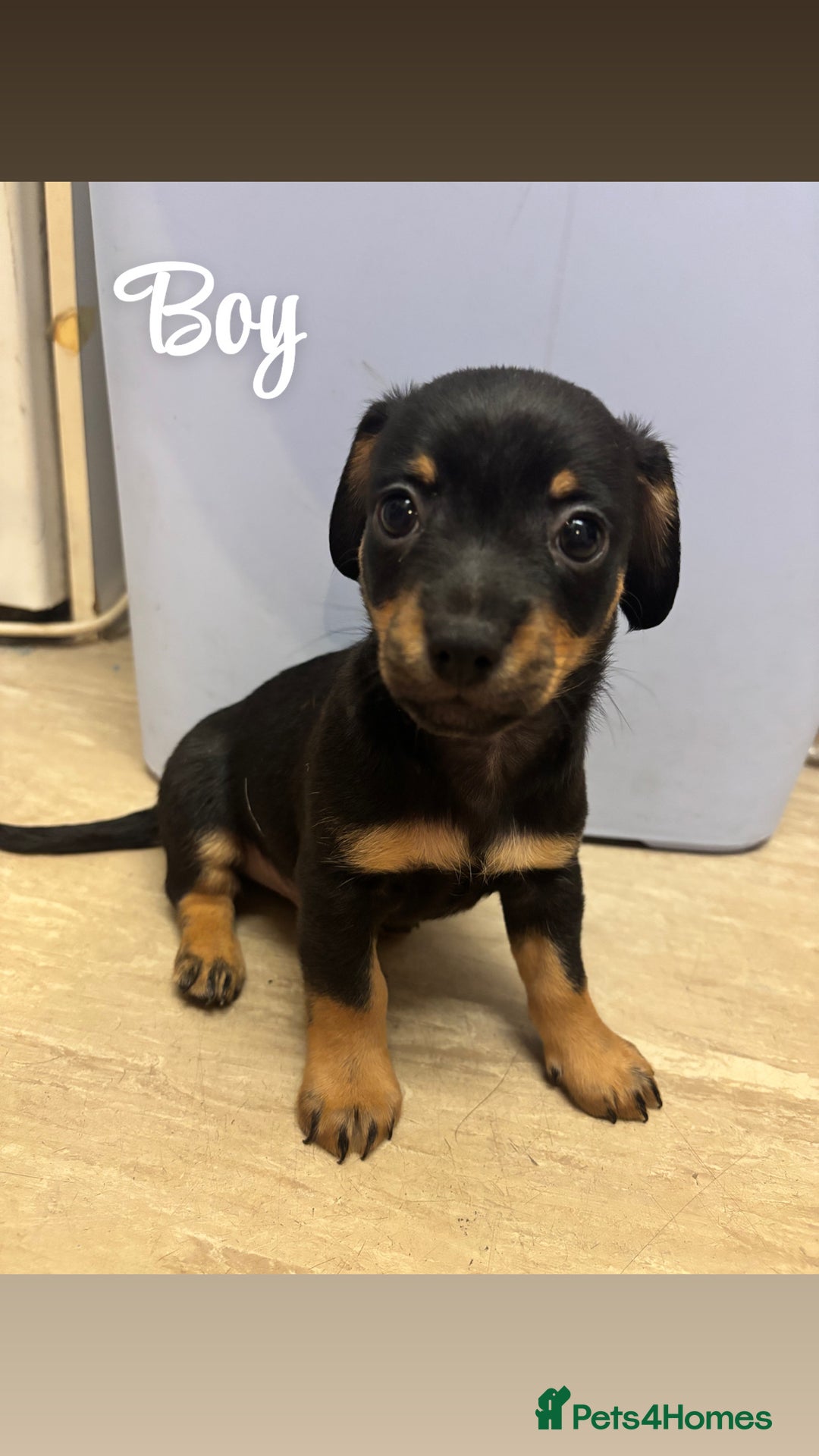 Chiweenie dogs for sale: Dachshund x chihuahua puppies  - Image 6