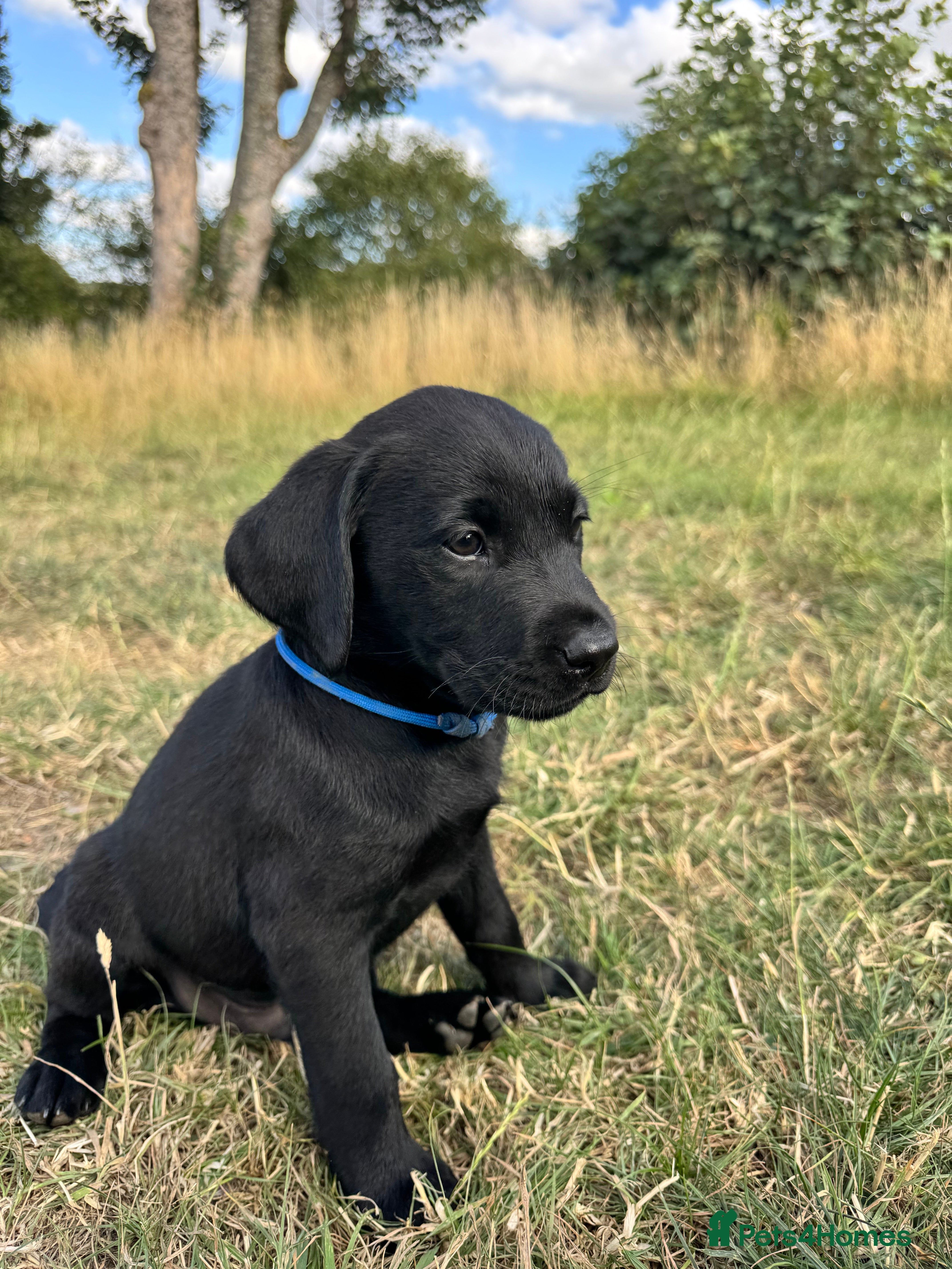 Labrador Retriever dogs Exceptional KC Labrador Puppies from Working Line  - Advert 2