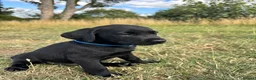 Labrador Retriever dogs for sale: Exceptional KC Labrador Puppies from Working Line  - Advert 3