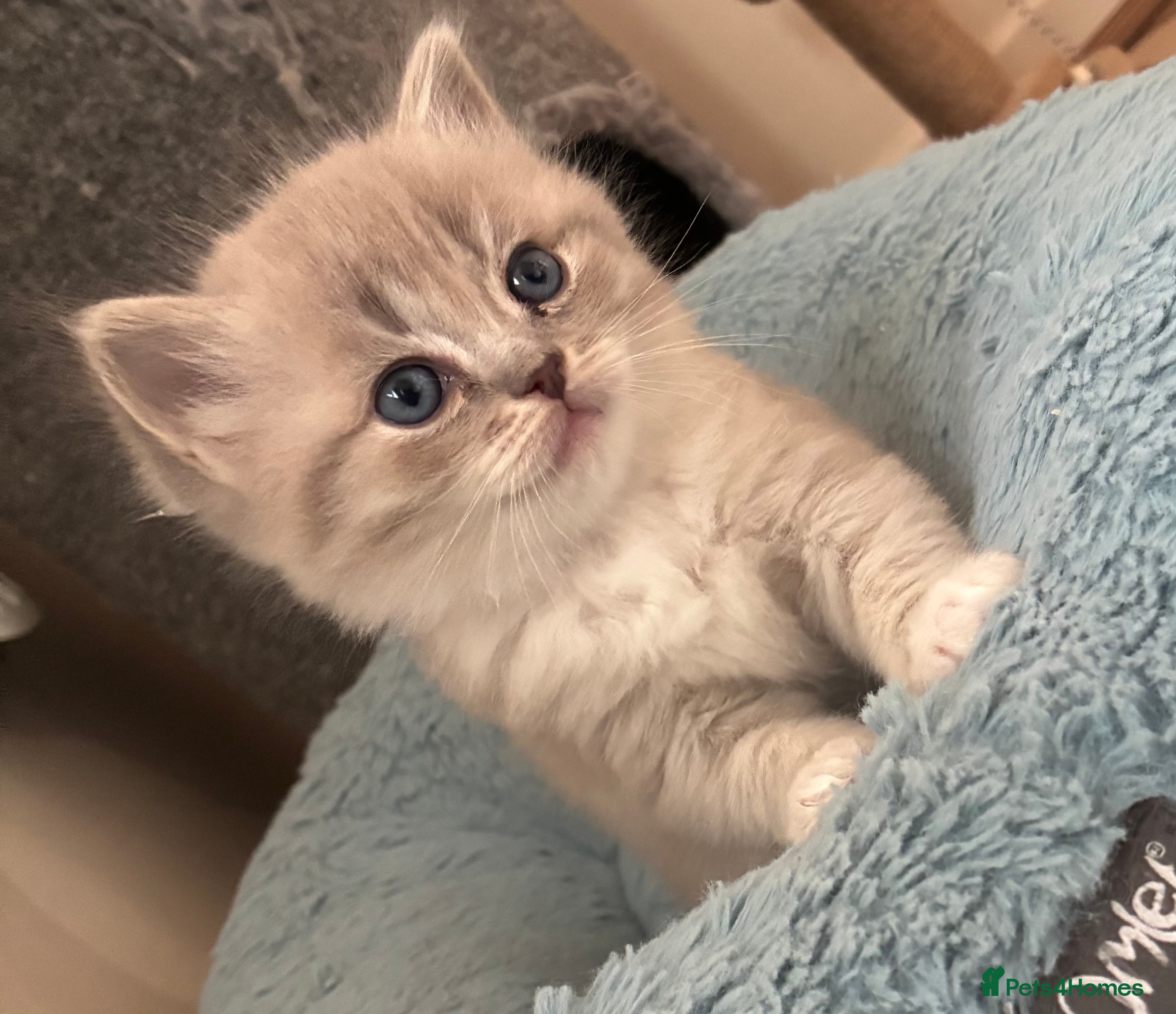 Ragdoll cats Tica registered Mink &sepia Ragdolls (cherubims) - Advert 9