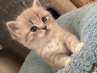 Ragdoll cats Tica registered Mink &sepia Ragdolls (cherubims) - Advert 9