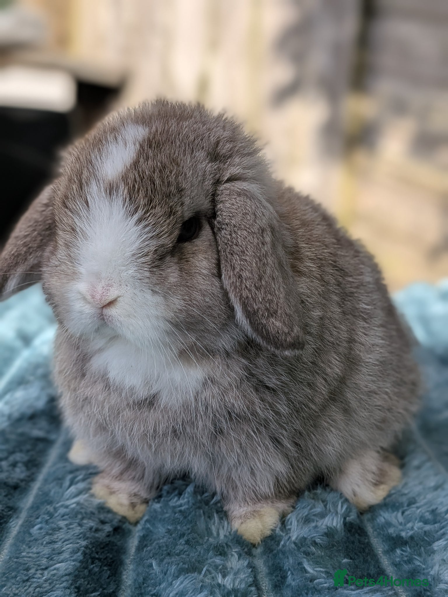 Mini Lop rabbits Mini lops - Advert 18