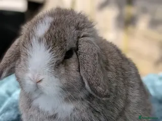 Mini Lop rabbits Mini lops - Advert 18