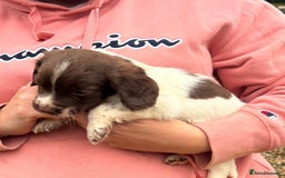 English Springer Spaniel dogs for sale: Springer spaniel puppies - Image 9