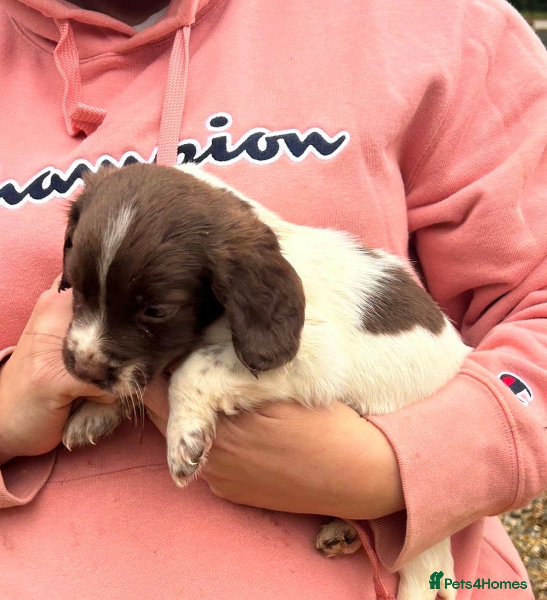 English Springer Spaniel dogs for sale: Springer spaniel puppies - Image 9