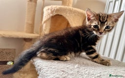 Mixed Breed cats for sale: Adorable bengal & tabby mix kittens - Image 15