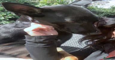 Belgian Shepherd Dog dogs 1 year old female Dutch Shepherd (hurder)  - Advert 13