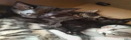 Mixed Breed cats for sale: 7 beautiful kittens for sale. in Washington - Advert 16
