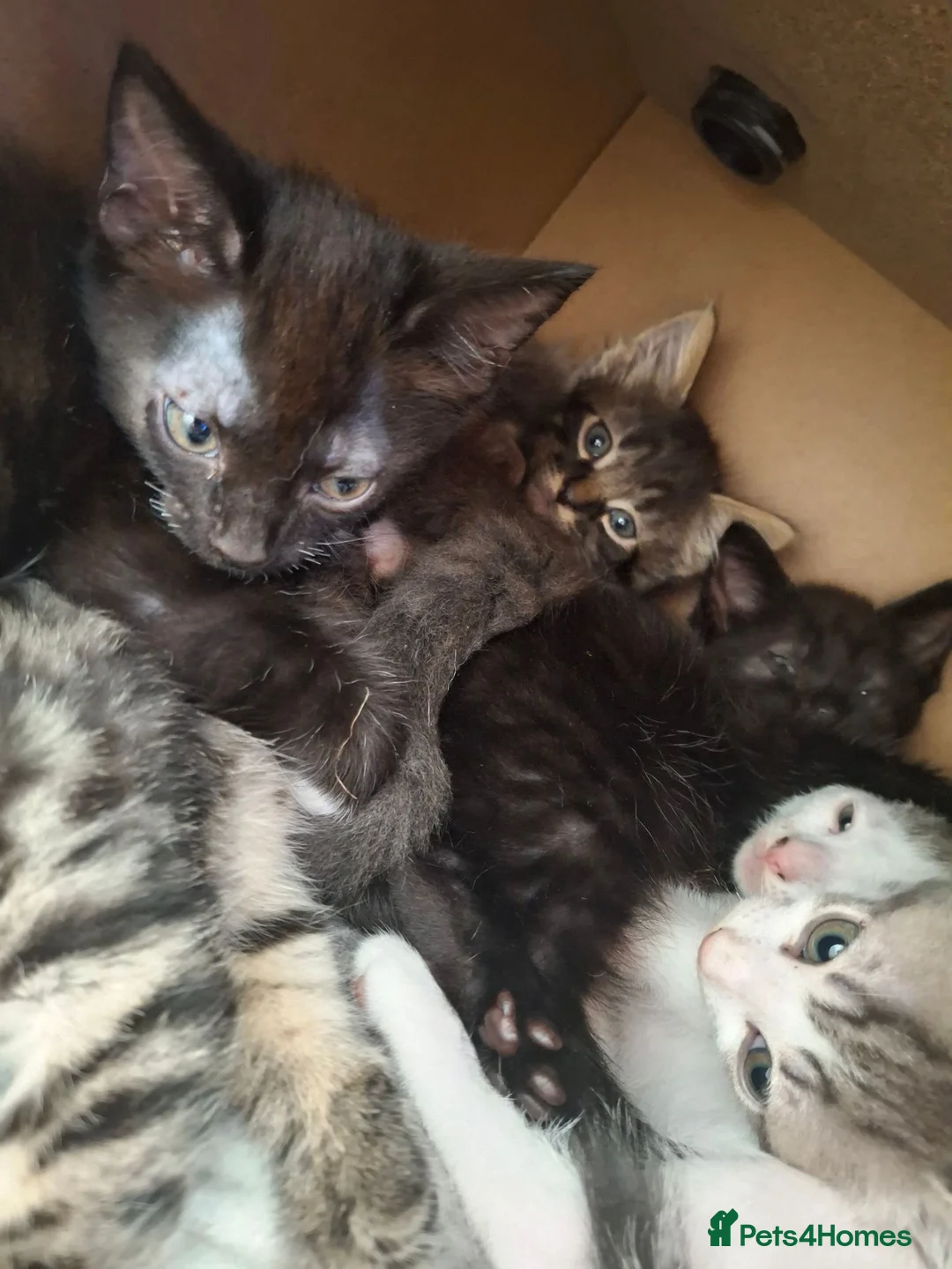 Mixed Breed cats for sale: 7 beautiful kittens for sale. in Washington - Advert 16