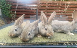 Continental Giant rabbits for sale: Baby Continental giants - Image 4