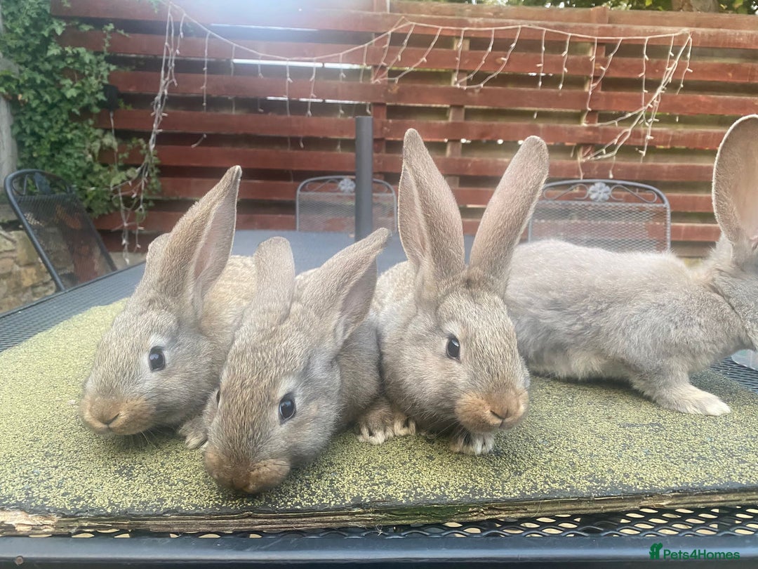 Continental Giant rabbits for sale: Baby Continental giants - Image 4