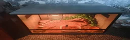 Gecko reptiles for sale: Gecko and full vivarium setup in Wigan - Advert 1