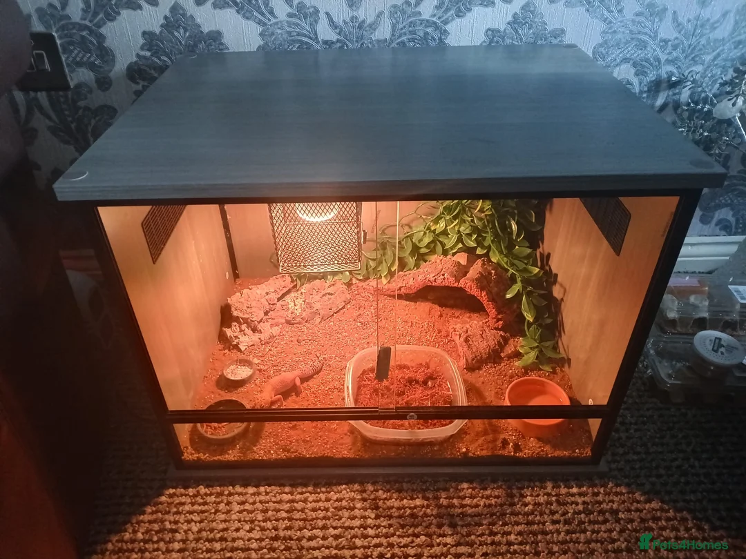Gecko reptiles for sale: Gecko and full vivarium setup in Wigan - Advert 1