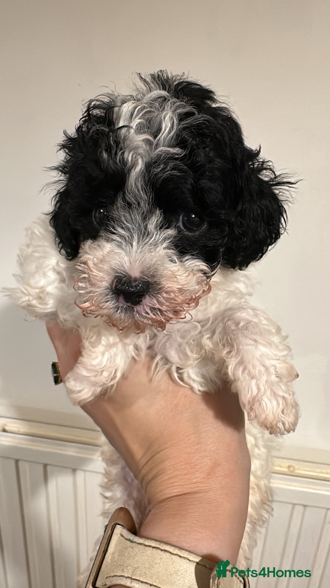 Toy Poodle dogs for sale: KC registered toy poodles - Image 17