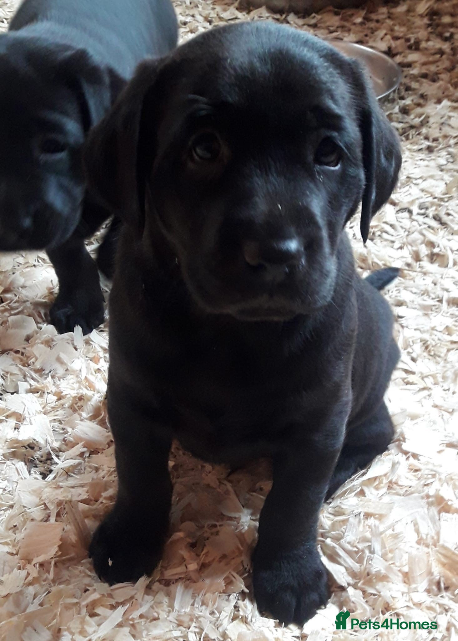 Labrador Retriever dogs Chunky Black **KC REGISTERED** Labrador puppies - Advert 9