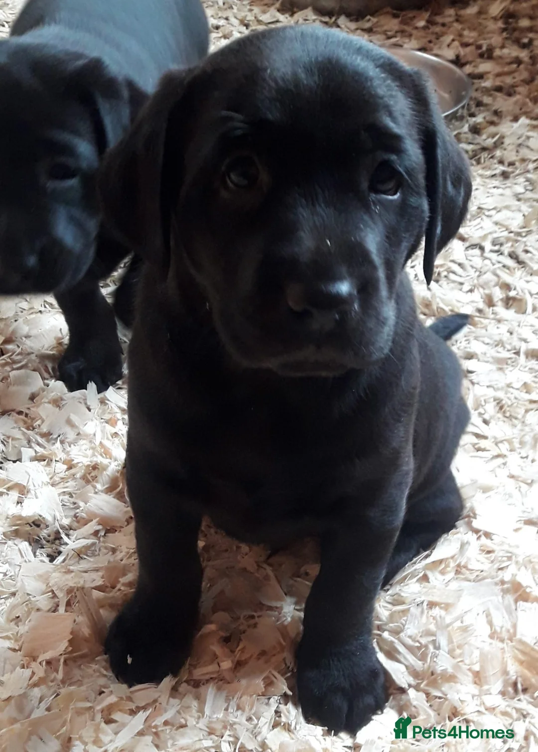Labrador Retriever dogs for sale: Chunky Black **KC REGISTERED** Labrador puppies - Advert 1