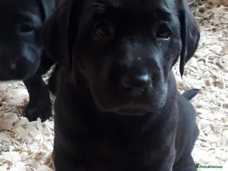 Labrador Retriever dogs Chunky Black **KC REGISTERED** Labrador puppies - Advert 9