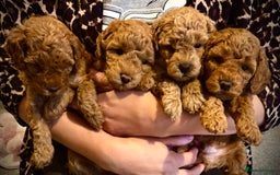Mixed Breed dogs for sale: 1 lovely boy and one lovely girl Poodle Puppies   - Image 7