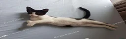 Mixed Breed cats for sale: Beautiful female kitten . - Advert 9