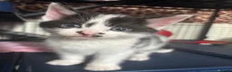 Mixed Breed cats for sale: Kittens - Advert 14