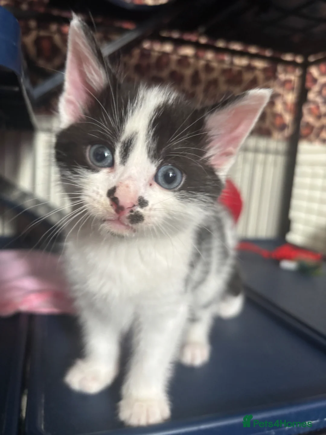 Mixed Breed cats for sale: Kittens - Advert 14