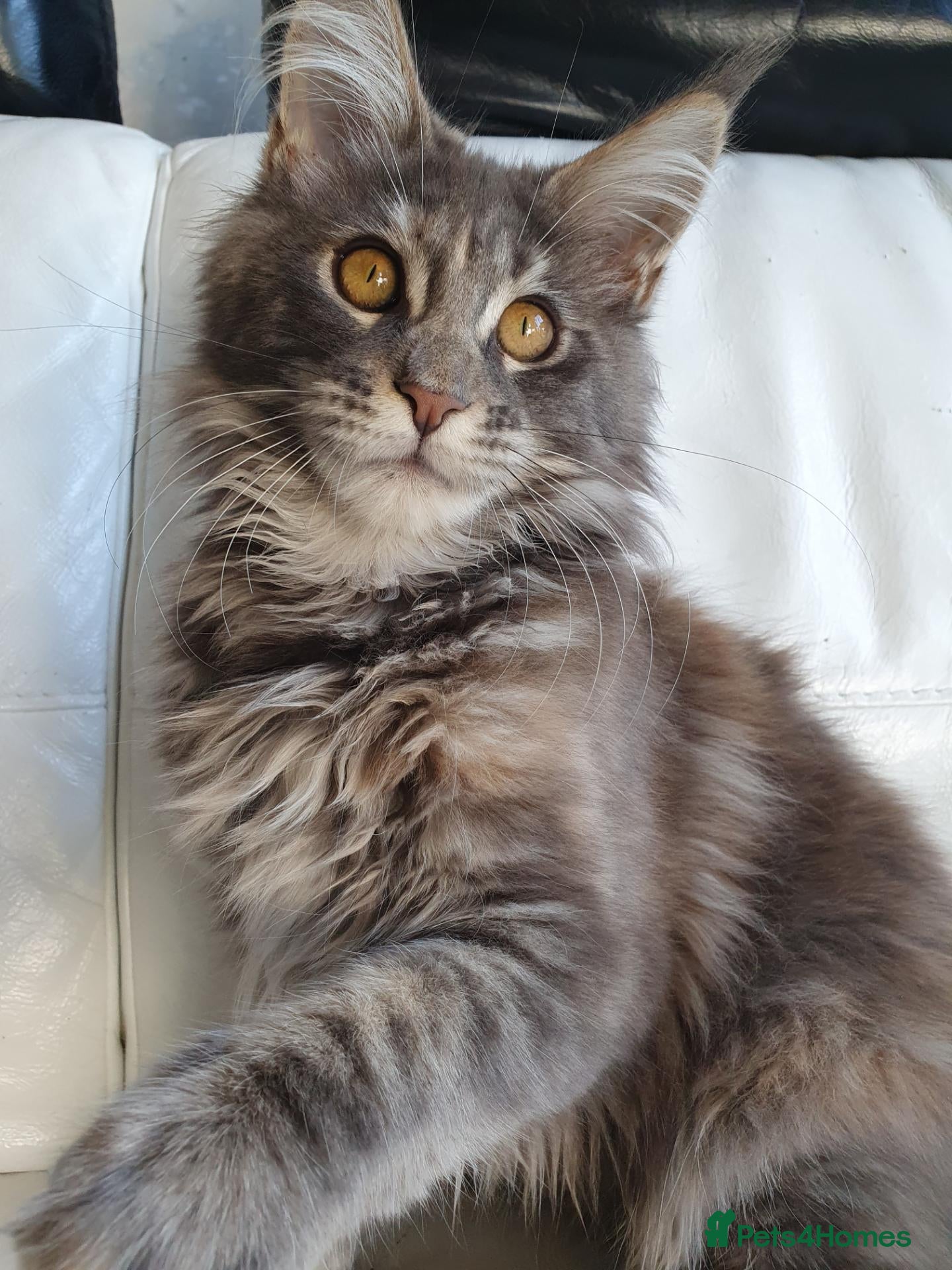 Maine Coon cats TICA Reg Pure Bread Maine coon kitten - Advert 4
