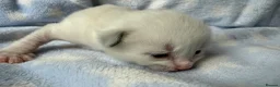 Ragdoll cats for sale: Stunning Ragdoll kittens Blue & Lilac Mitted boys  - Advert 10