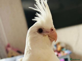 Cockatiels birds Hand reared fully tamed cocktails - Advert 1