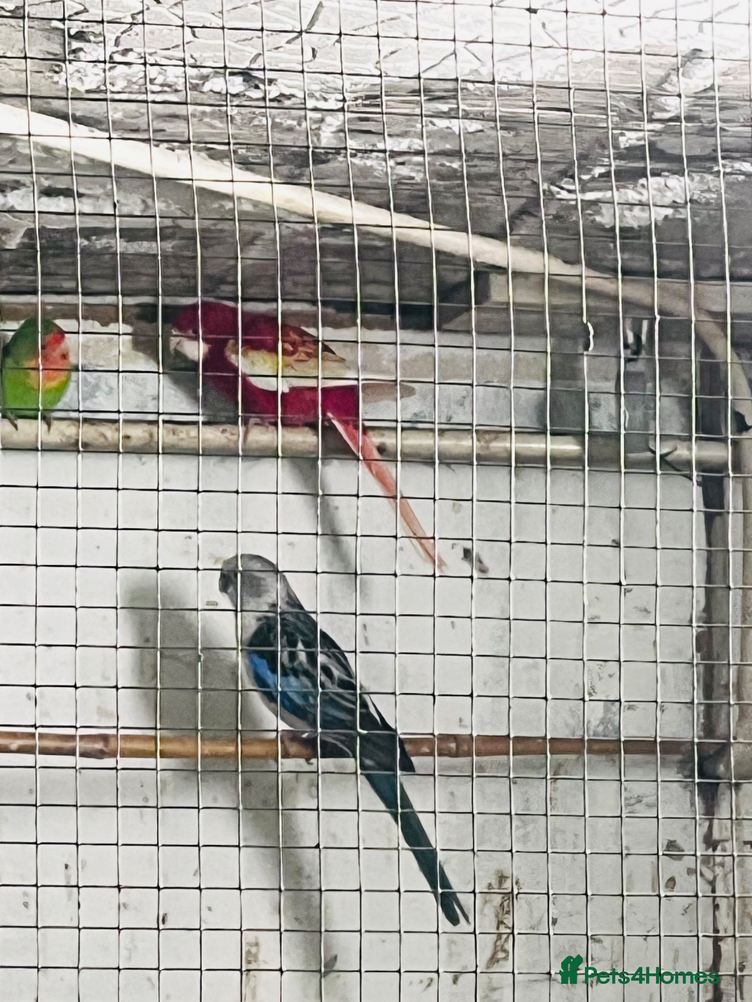Lovebirds birds Mixed bird’s  - Advert 1