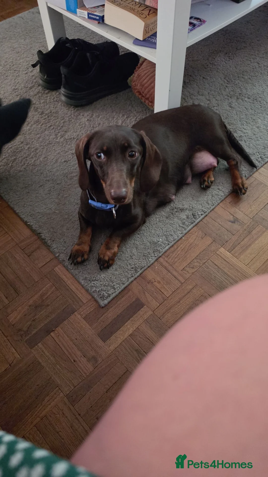 Mixed Breed dogs for sale: 6 beautful dachund puppies for sale in Basildon - Advert 1