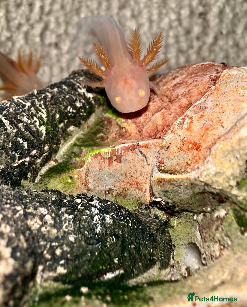 Axolotl reptiles Axolotl Babies - updated pictures!!  - Advert 2