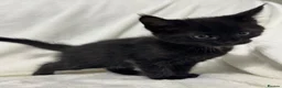 Maine Coon cats for sale: Gorgeous multi coloured half maine coon babies  - Advert 7