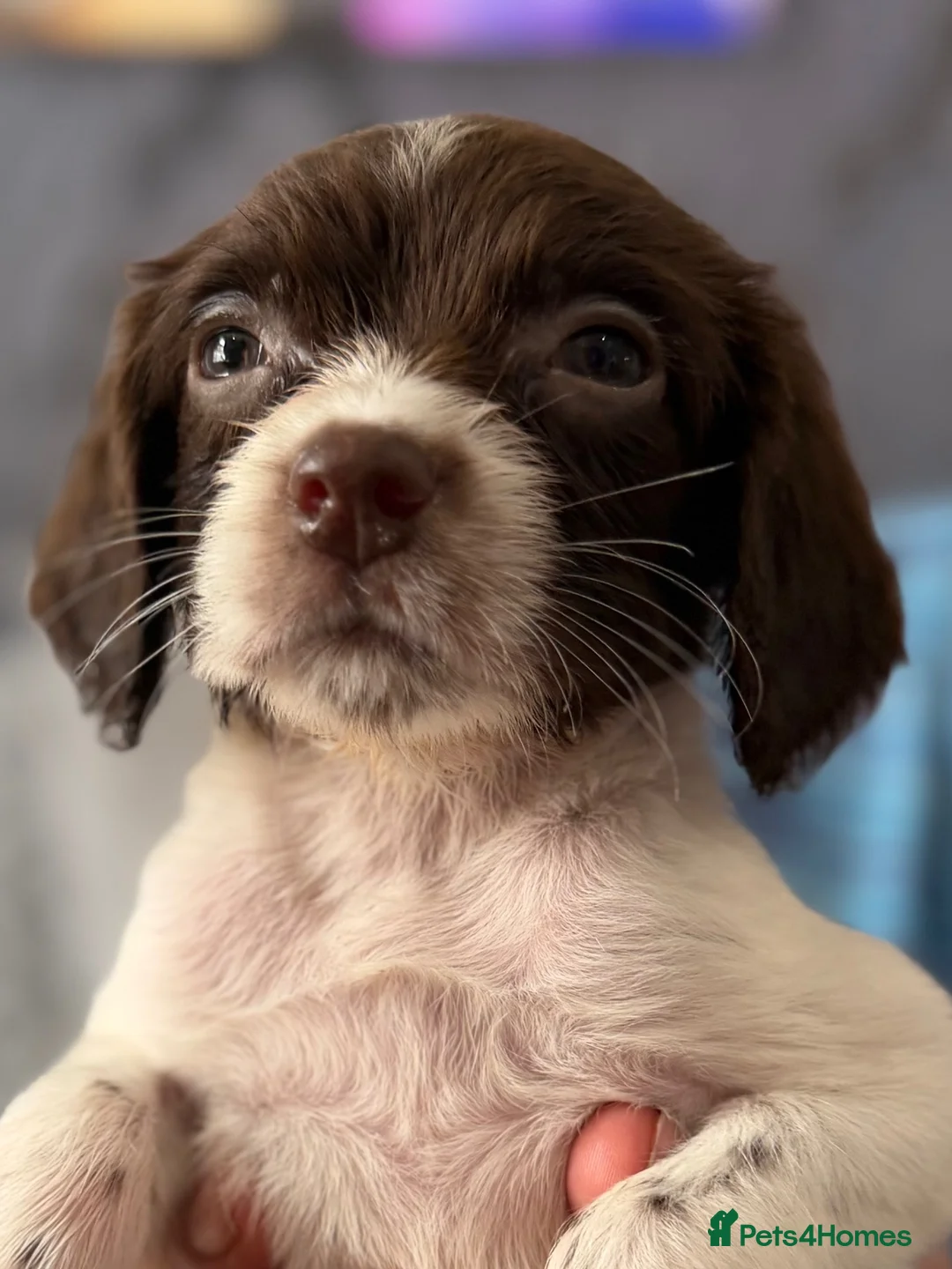 English Springer Spaniel dogs for sale: 2 gorgeous girl puppies left  - Advert 5
