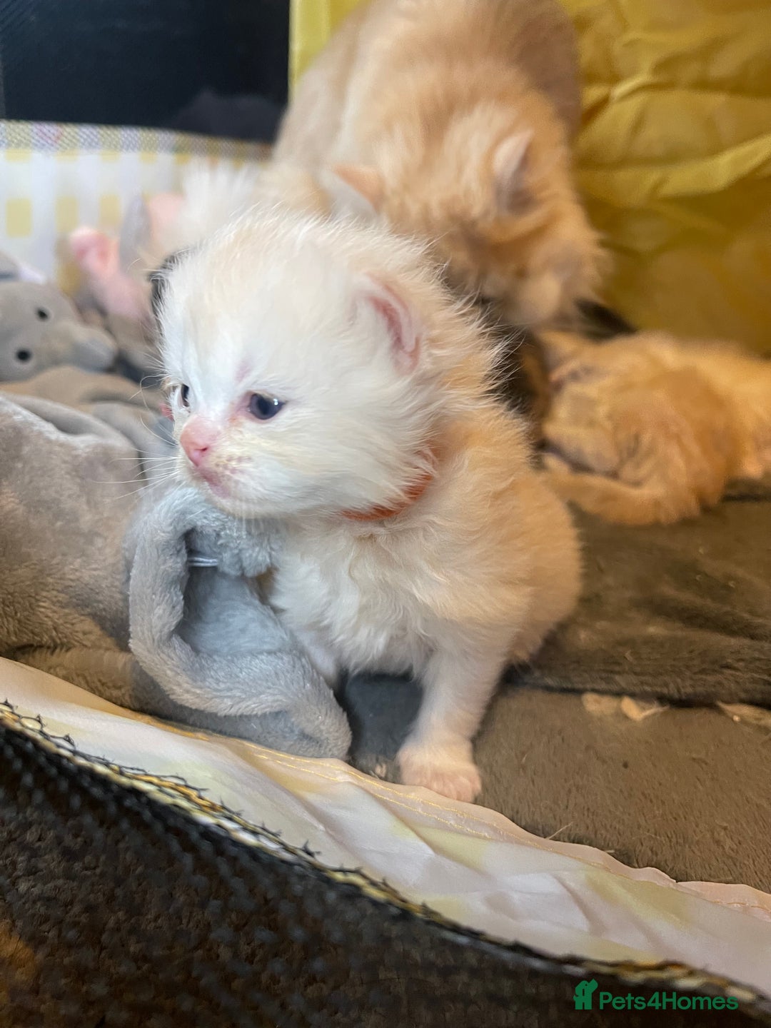 Mixed Breed cats for sale: Health Tested Perdolls - Image 5