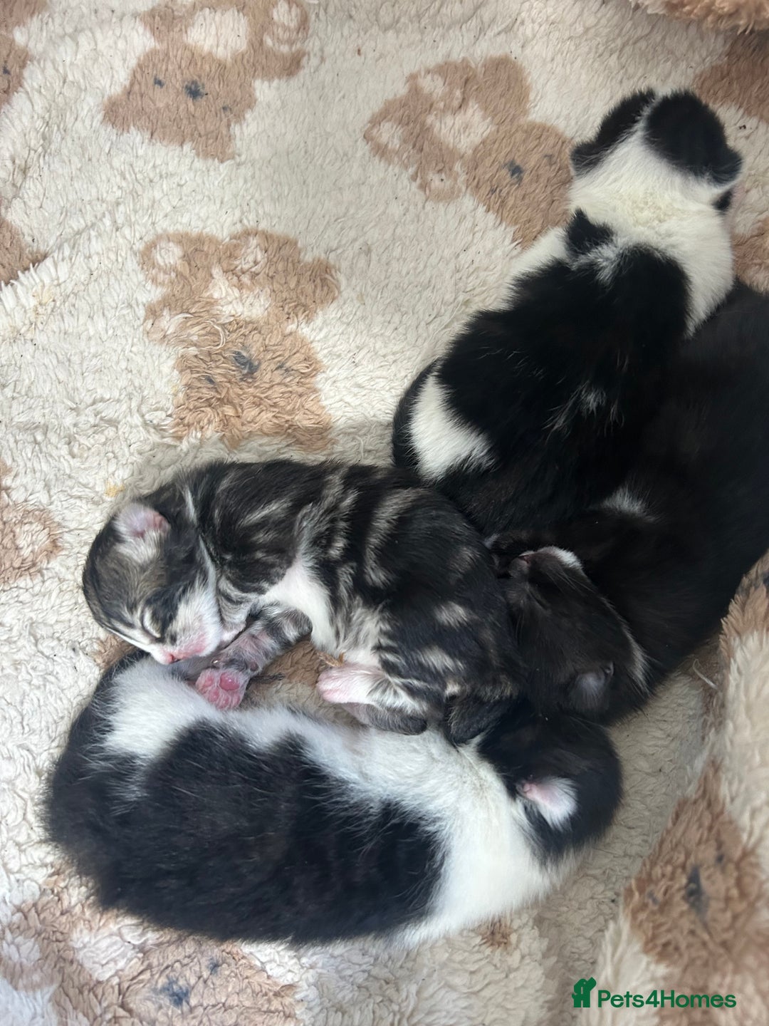 British Shorthair cats for sale: Fluffy 9-Week-Old Kittens – 1 Girl & 3 Boys Ready - Image 3