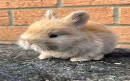 Angora rabbits for sale: English Angora  - Image 11