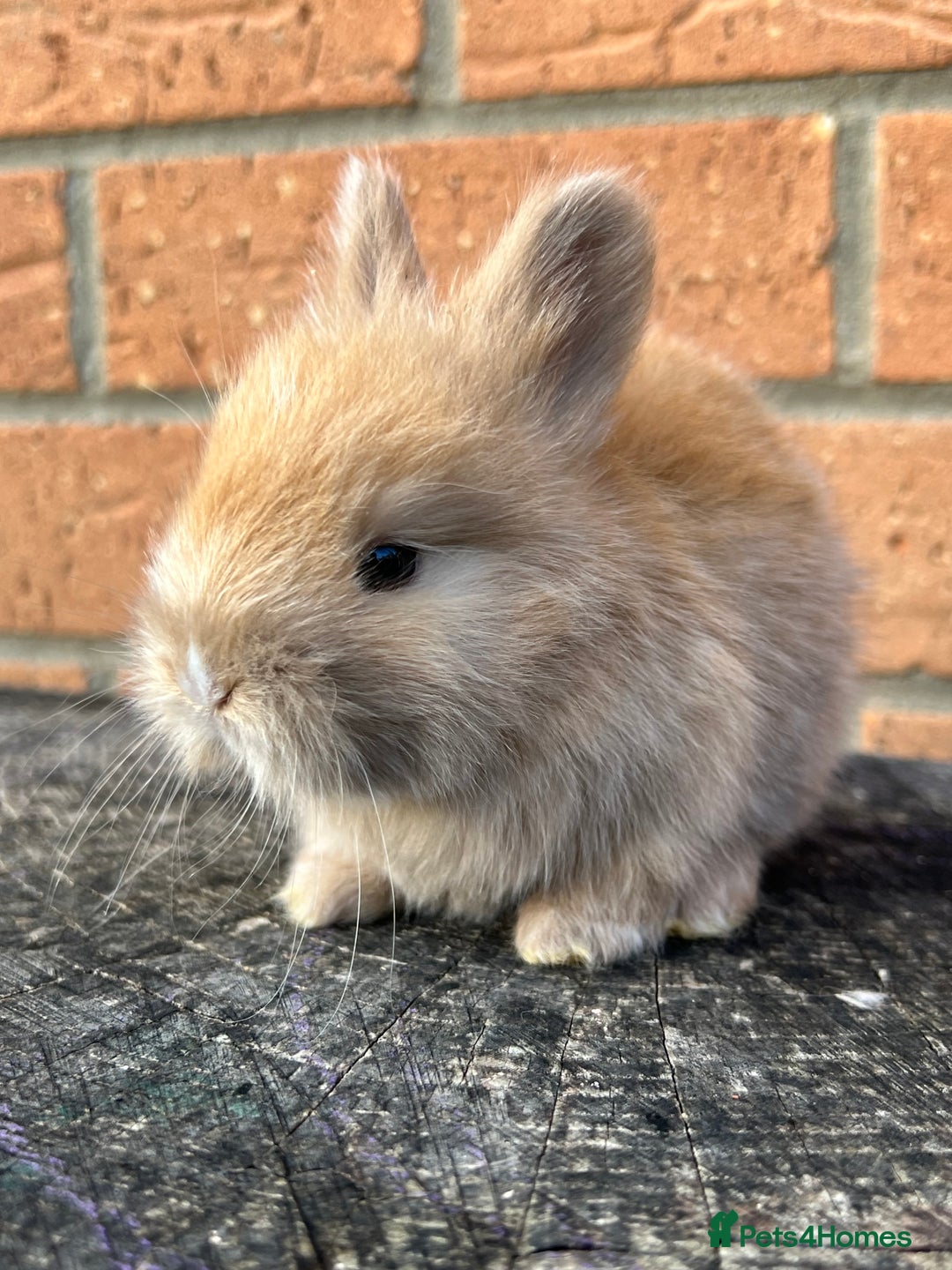 Angora rabbits for sale: English Angora  - Image 11