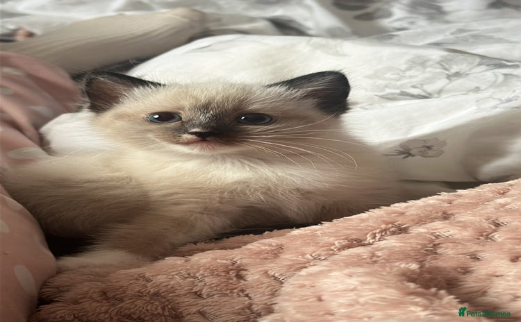 Ragdoll cats - Advert 7