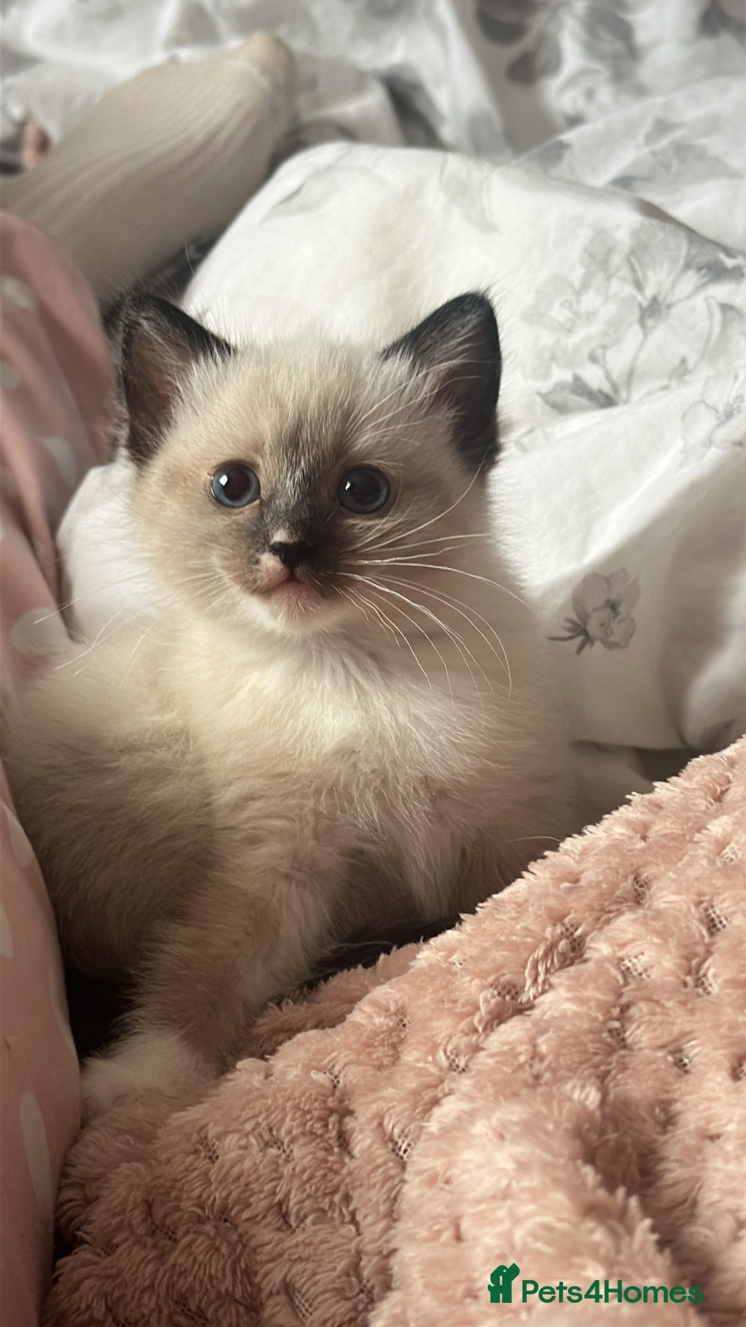 Ragdoll cats for sale: Two beautiful playful ragdolls ready now - Image 2
