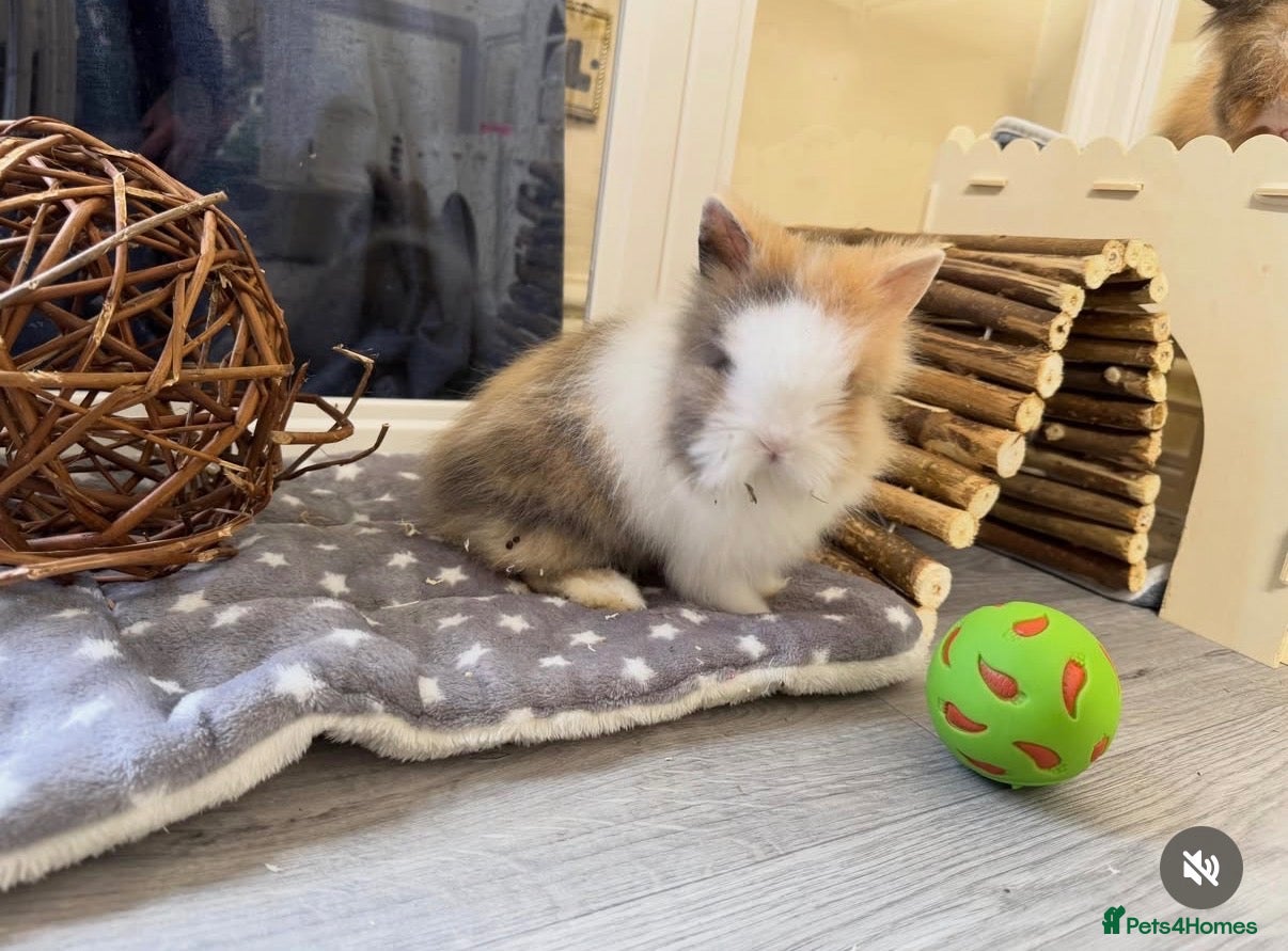 Lionhead rabbits Double maned lionhead babys - Advert 14
